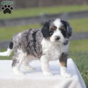 Canon, Cavapoo Puppy